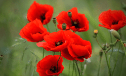 Poppies in a field