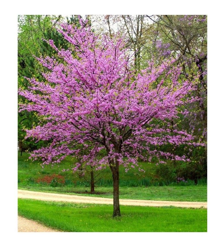 Purple Tree_82_92 Interchange